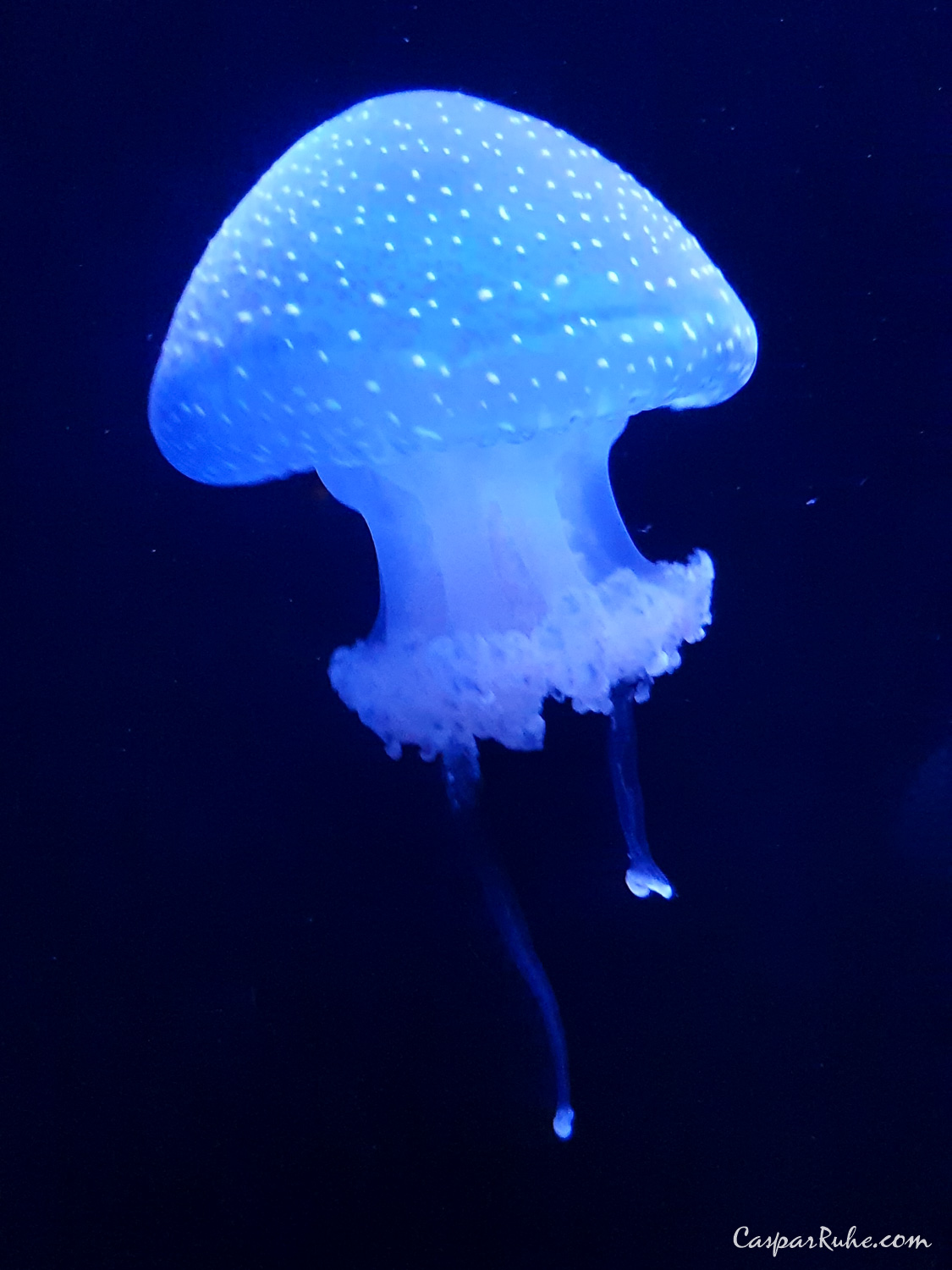 Oceanário de Lisboa